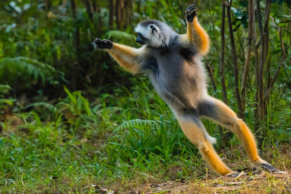 Madagascar-Andasibe-Vakona Lodge-Lemur Island Diademed sifaka leaping along the ground